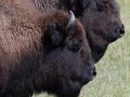 016 sylvie stage yellowstone aout 2019