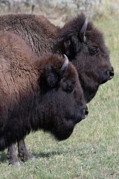 016 sylvie stage yellowstone aout 2019 016 sylvie stage yellowstone aout 2019