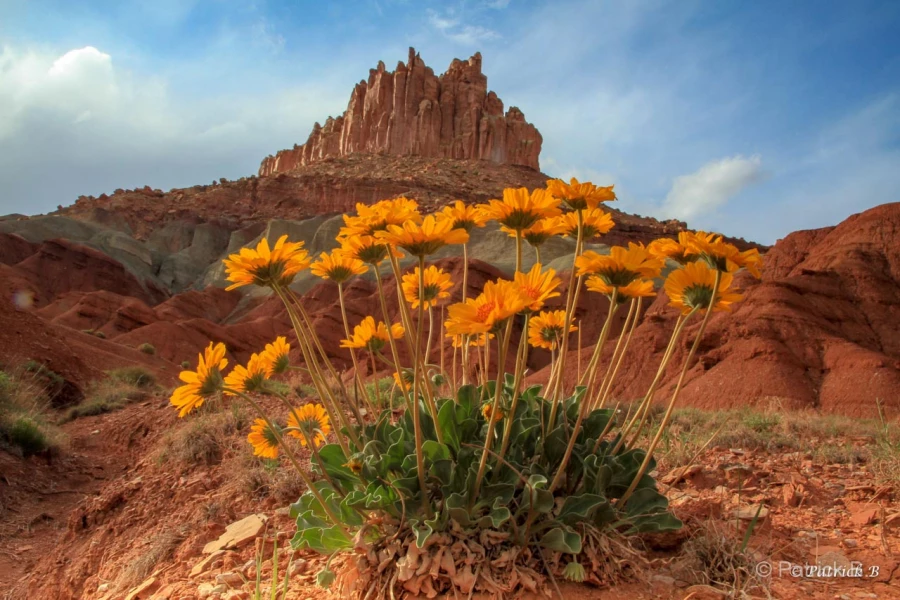 020 patrick stage utah mai 2019 020 patrick stage utah mai 2019