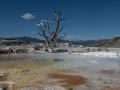 025 nicolas stage yellowstone aout 2019
