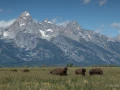 027 nicolas stage yellowstone aout 2019