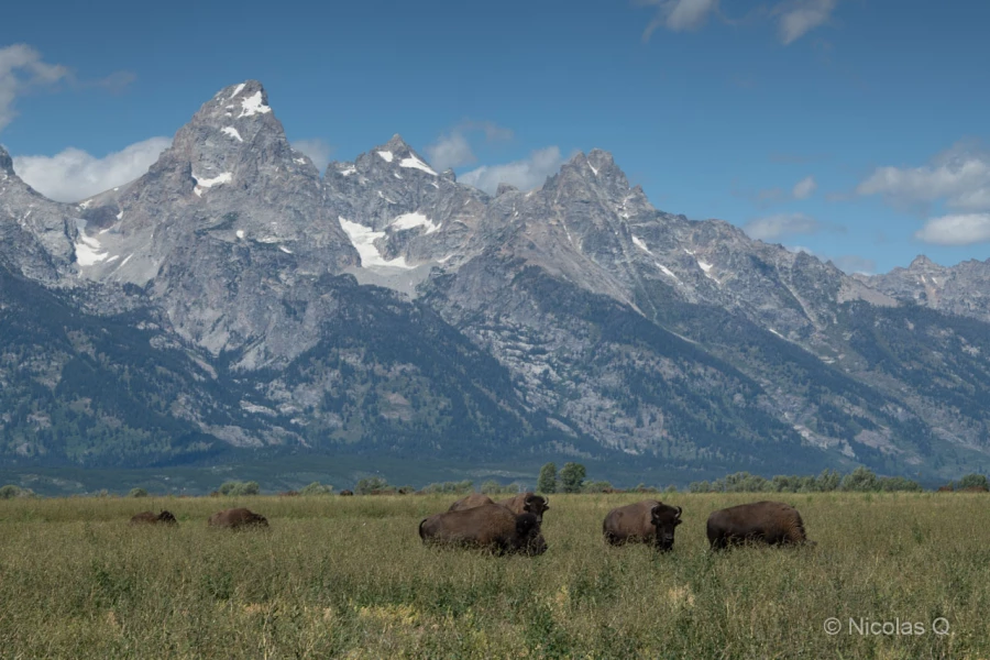 027 nicolas stage yellowstone aout 2019 027 nicolas stage yellowstone aout 2019