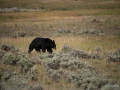 035 nicolas stage yellowstone aout 2019