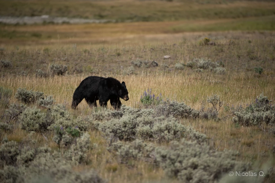 035 nicolas stage yellowstone aout 2019 035 nicolas stage yellowstone aout 2019