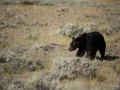 036 nicolas stage yellowstone aout 2019