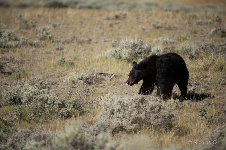 036 nicolas stage yellowstone aout 2019 036 nicolas stage yellowstone aout 2019
