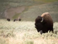 037 nicolas stage yellowstone aout 2019