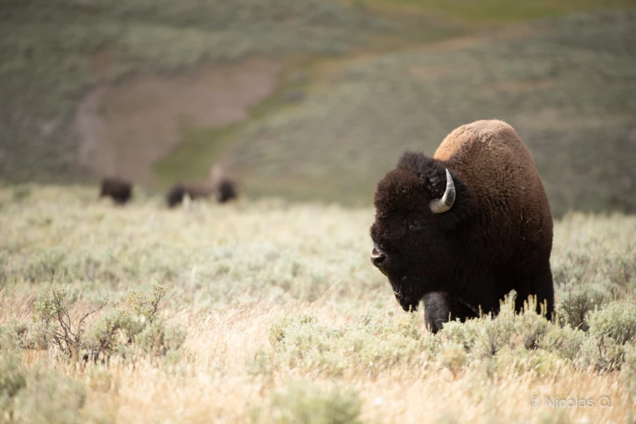 037 nicolas stage yellowstone aout 2019 037 nicolas stage yellowstone aout 2019