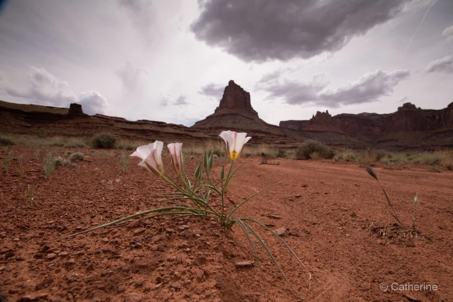 038 catherine stage utah mai 2019 038 catherine stage utah mai 2019