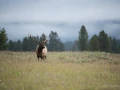 038 nicolas stage yellowstone aout 2019