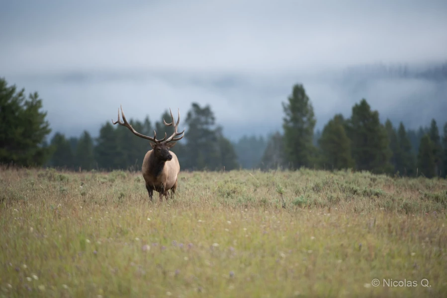 038 nicolas stage yellowstone aout 2019 038 nicolas stage yellowstone aout 2019