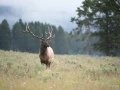 039 nicolas stage yellowstone aout 2019