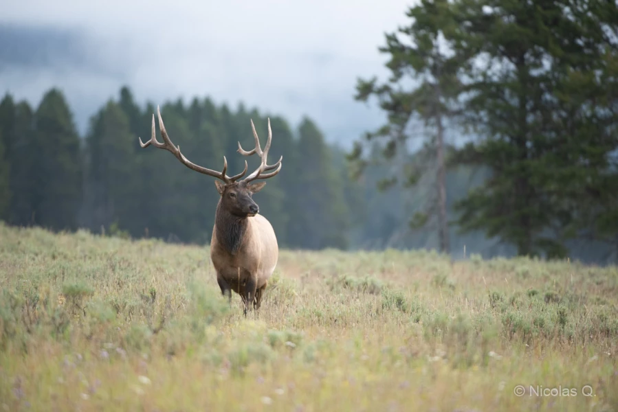 039 nicolas stage yellowstone aout 2019 039 nicolas stage yellowstone aout 2019