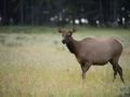 040 nicolas stage yellowstone aout 2019