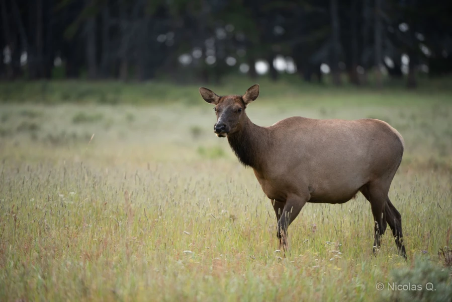 040 nicolas stage yellowstone aout 2019 040 nicolas stage yellowstone aout 2019
