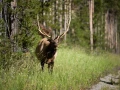041 nicolas stage yellowstone aout 2019