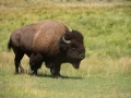 042 nicolas stage yellowstone aout 2019