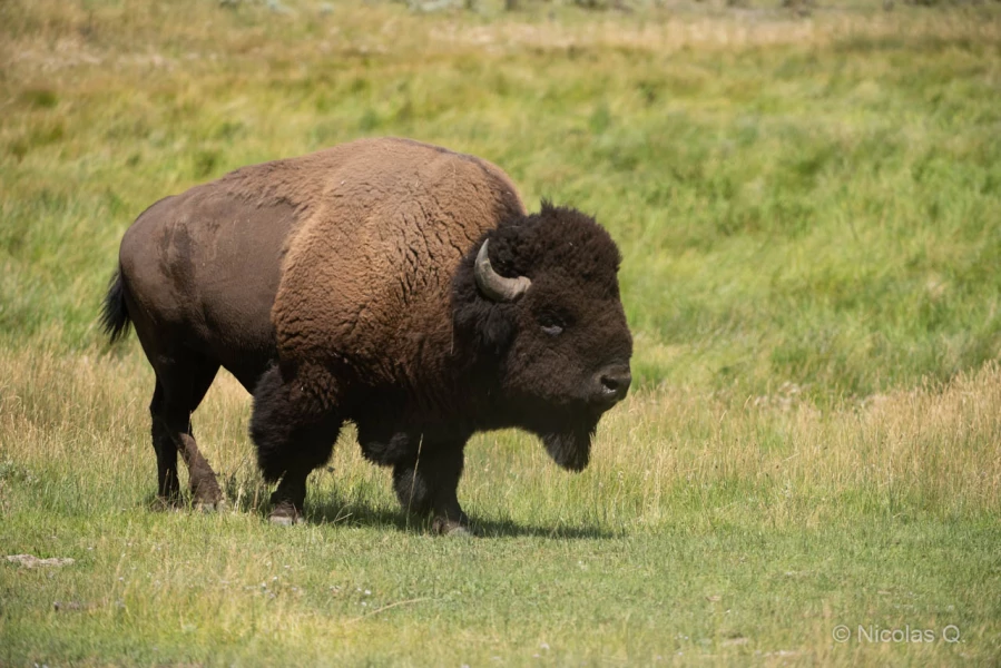 042 nicolas stage yellowstone aout 2019 042 nicolas stage yellowstone aout 2019