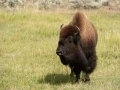 043 nicolas stage yellowstone aout 2019