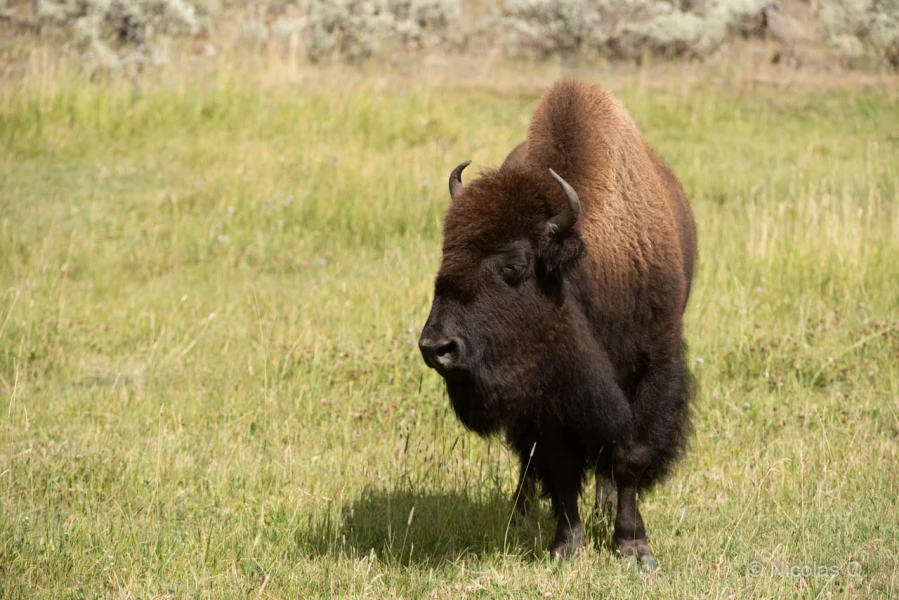 043 nicolas stage yellowstone aout 2019 043 nicolas stage yellowstone aout 2019