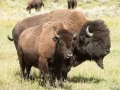 044 nicolas stage yellowstone aout 2019