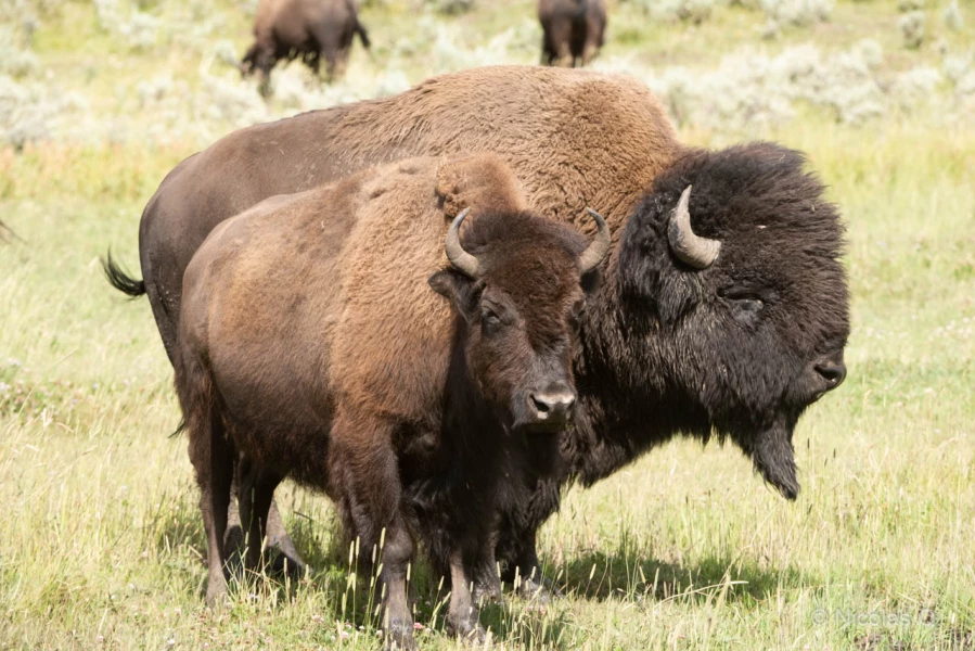 044 nicolas stage yellowstone aout 2019 044 nicolas stage yellowstone aout 2019