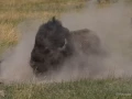045 nicolas stage yellowstone aout 2019