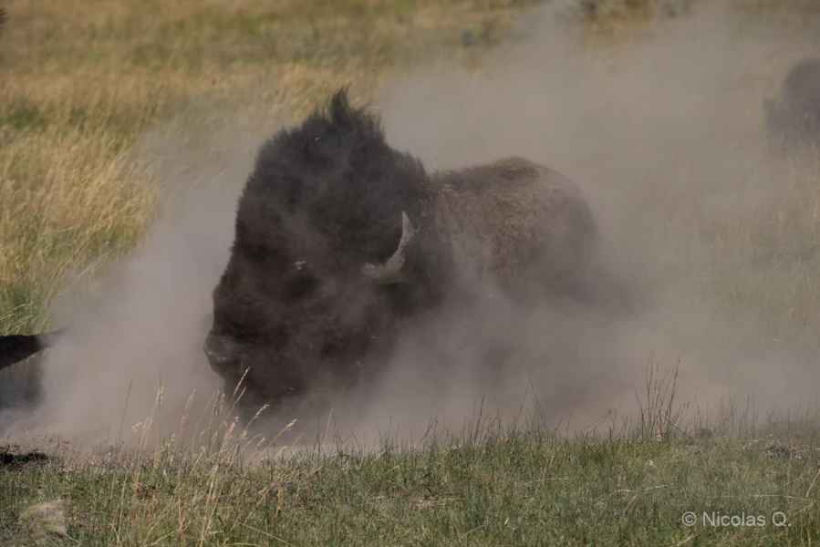 045 nicolas stage yellowstone aout 2019 045 nicolas stage yellowstone aout 2019