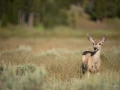 046 nicolas stage yellowstone aout 2019