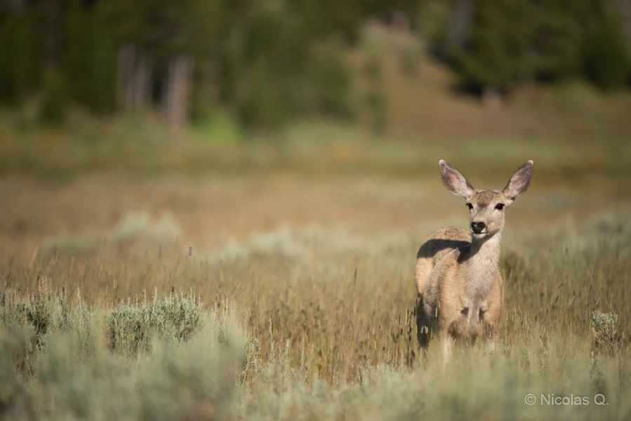046 nicolas stage yellowstone aout 2019 046 nicolas stage yellowstone aout 2019