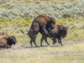 055 serge stage yellowstone aout 2019