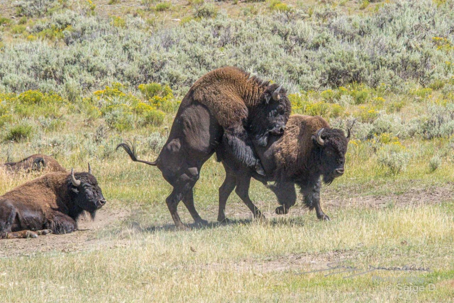 055 serge stage yellowstone aout 2019 055 serge stage yellowstone aout 2019