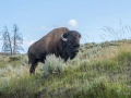 056 serge stage yellowstone aout 2019