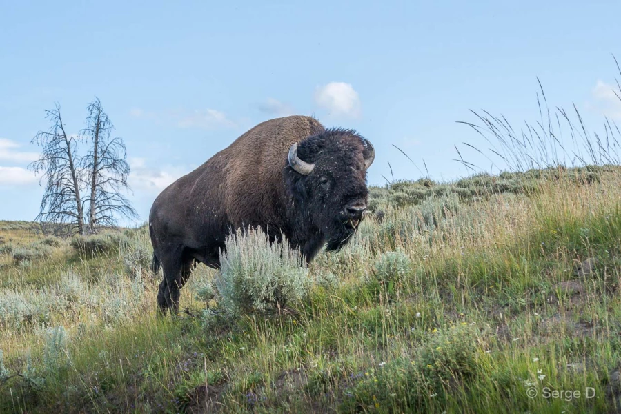 056 serge stage yellowstone aout 2019 056 serge stage yellowstone aout 2019
