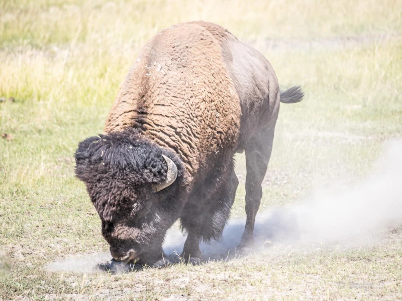 057 serge stage yellowstone aout 2019 057 serge stage yellowstone aout 2019
