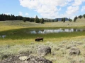 069 eliane stage yellowstone aout 2019