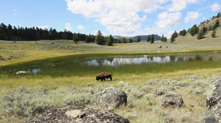 069 eliane stage yellowstone aout 2019 069 eliane stage yellowstone aout 2019