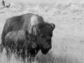 070 eliane stage yellowstone aout 2019