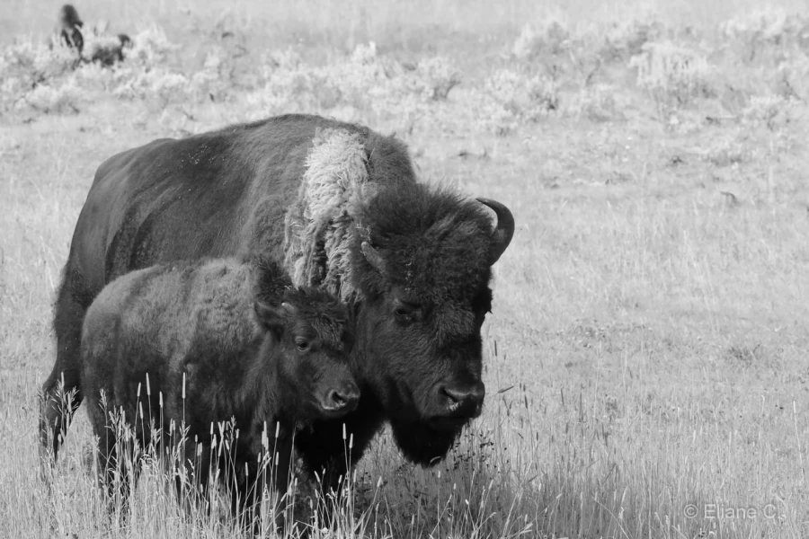 070 eliane stage yellowstone aout 2019 070 eliane stage yellowstone aout 2019