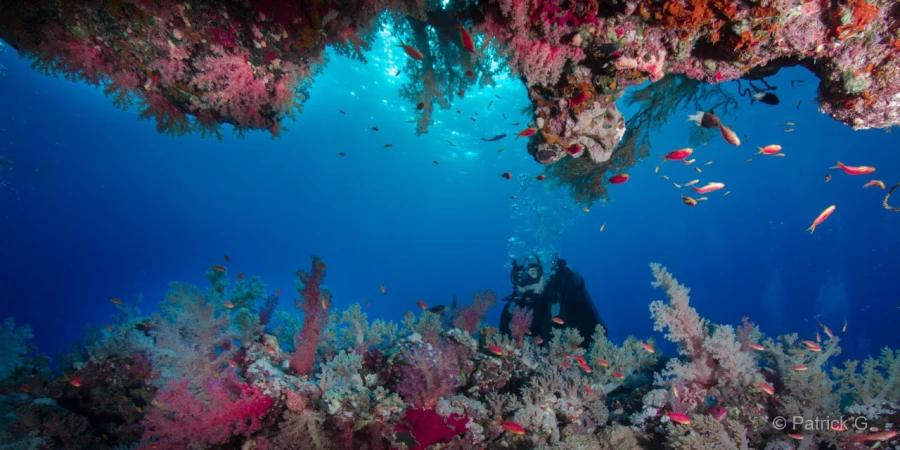 011 patrick stage reserves australes octobre 2019 011 patrick stage reserves australes octobre 2019
