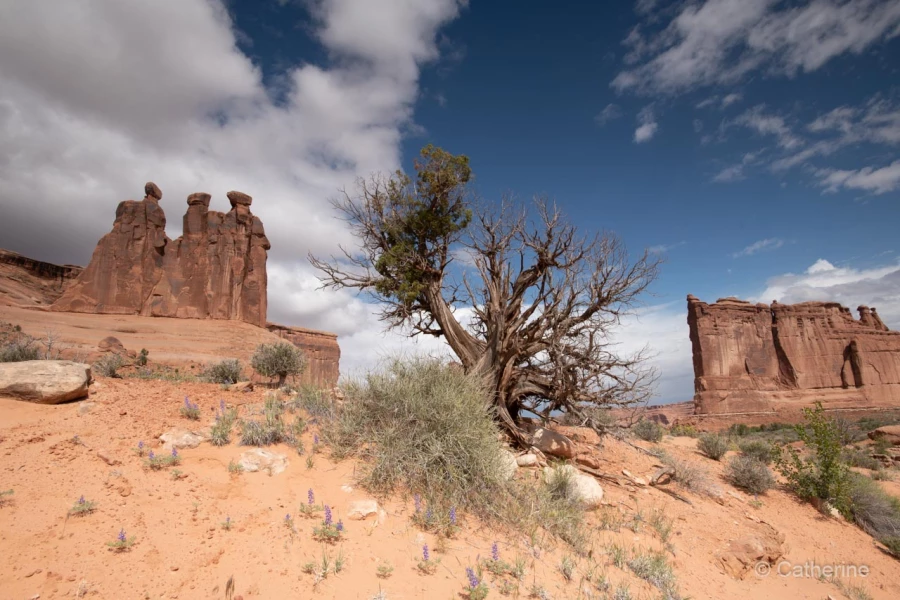 046 catherine stage utah mai 2019 046 catherine stage utah mai 2019