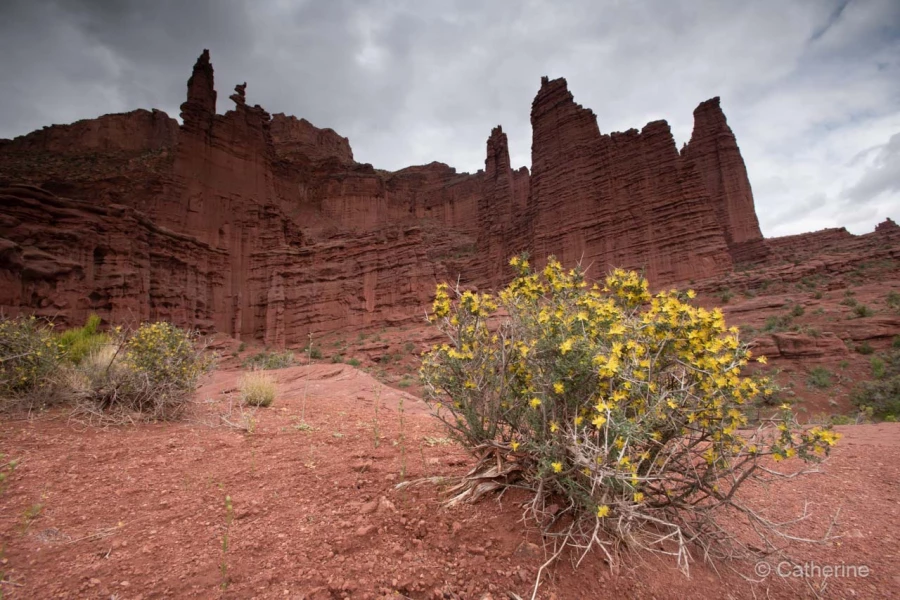 049 catherine stage utah mai 2019 049 catherine stage utah mai 2019