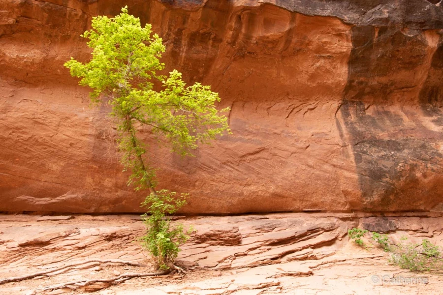 052 catherine stage utah mai 2019 052 catherine stage utah mai 2019