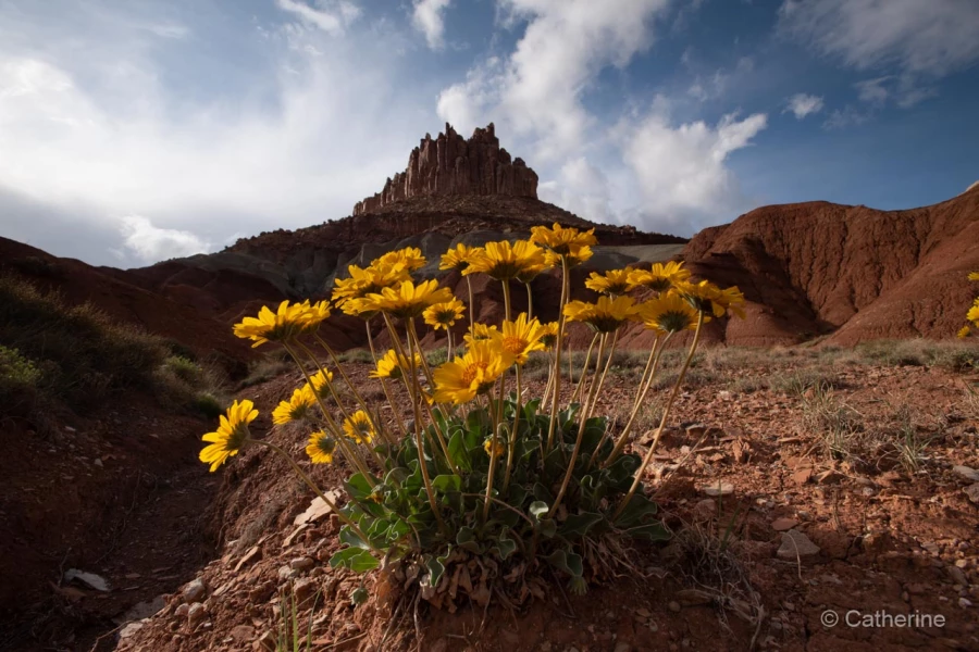 054 catherine stage utah mai 2019 054 catherine stage utah mai 2019