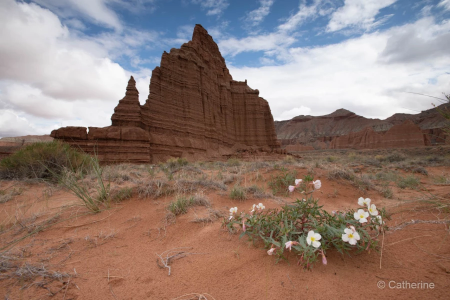 055 catherine stage utah mai 2019 055 catherine stage utah mai 2019