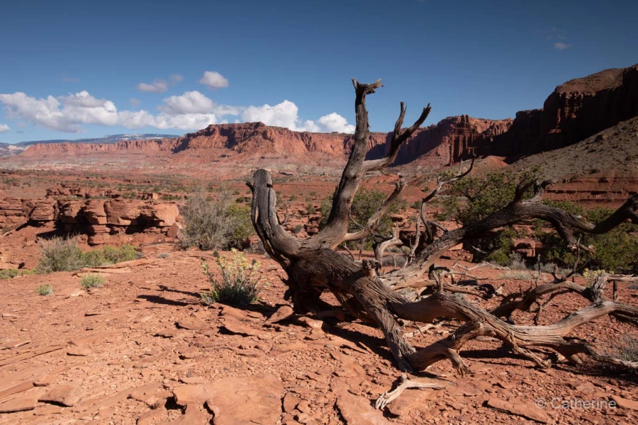 056 catherine stage utah mai 2019 056 catherine stage utah mai 2019