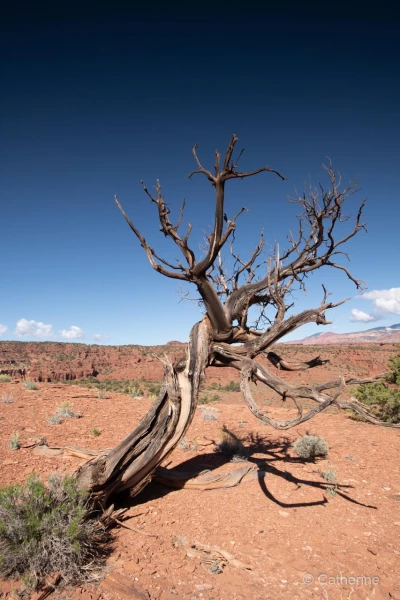 057 catherine stage utah mai 2019 057 catherine stage utah mai 2019
