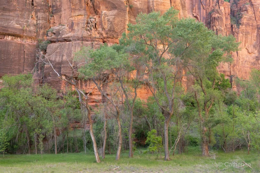 061 catherine stage utah mai 2019 061 catherine stage utah mai 2019