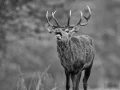 002 pascale stage brame du cerf III 2021