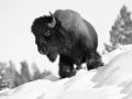 Bison dans la neige au Yellowstone durant l'hiver. Photo en noir